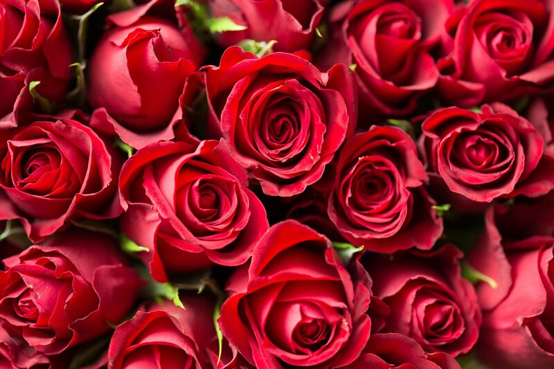 Rote Rosen 2027