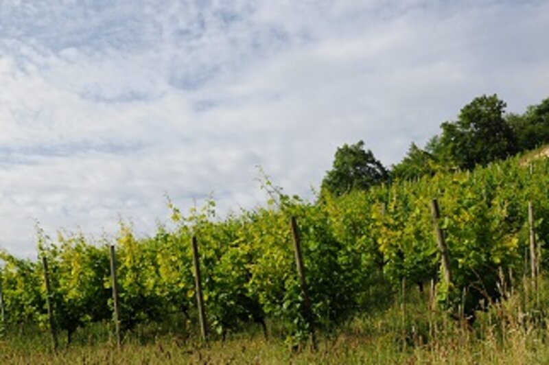 Saale-Unstrut:Weinidylle in Deutschl. 2027