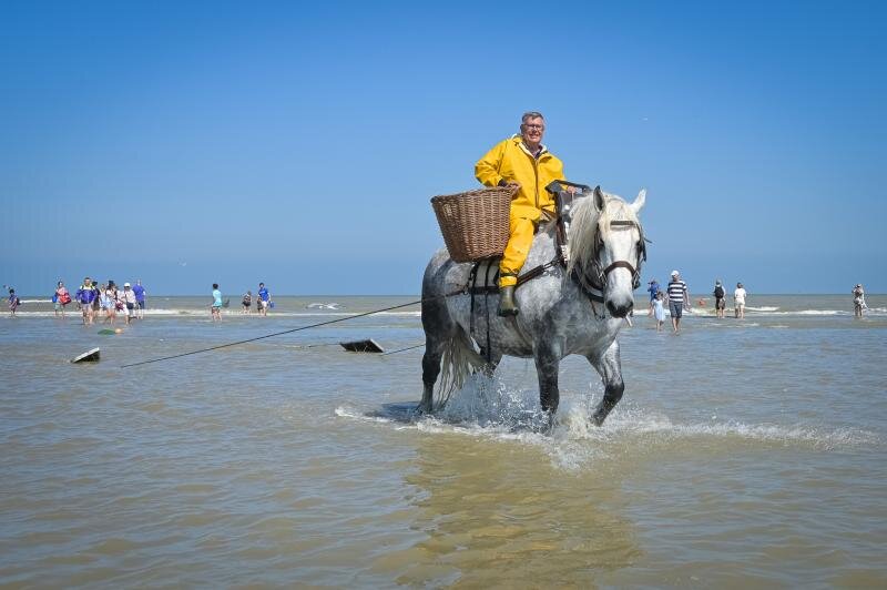 Krabbenfischer zu Pferde in Oostduinkerke 2027