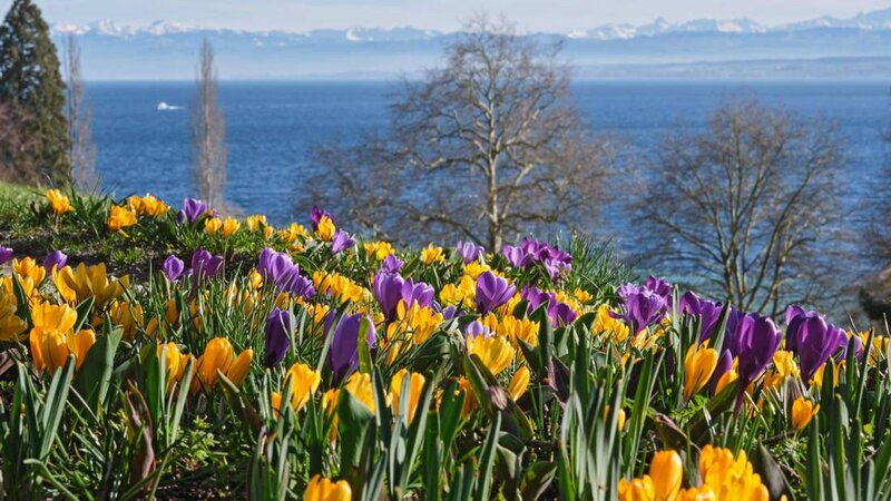 Mandelblüte im Kaiserstuhl 2027