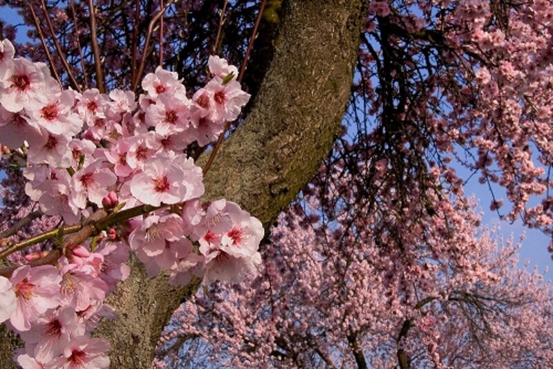 Mandelblüte in der Pfalz 2027