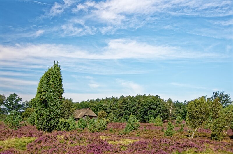 Lüneburger Heide - die Heide blüht 2027