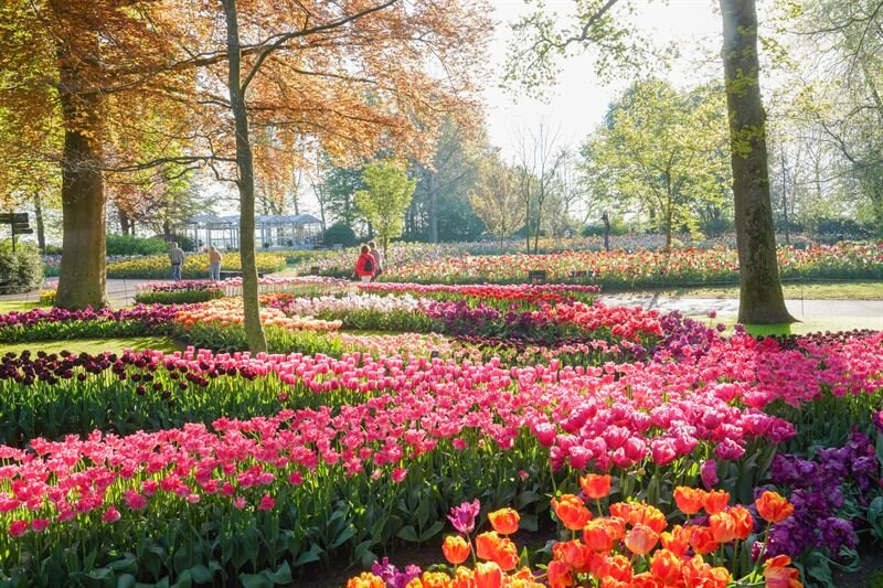 Tulpenblüte in Holland 2027