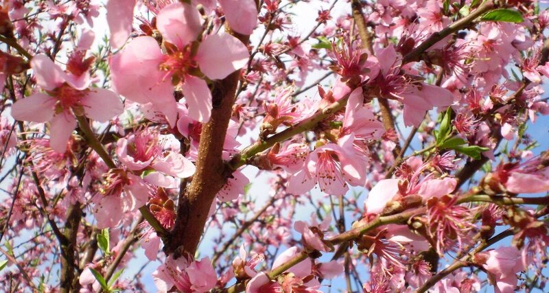 Weinbergpfirsichblüte an der Mosel 2027